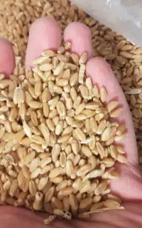 فروش گندم سیروان