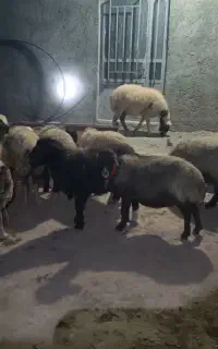 ۱۴راس میش جوان ۵راس نزایید مابقی ۱بره دو بره