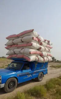 کاه گندم تمیز درجه یک