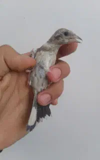 جوجه کال