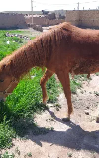 فروش کره اسب