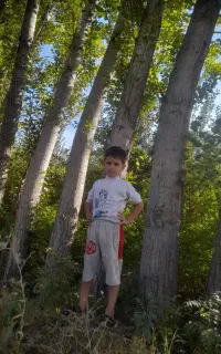 درآمدی میلیاردی با کشت نهال صنوبر نهالی کم توقع