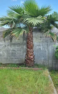 فروش درخت پالم ۷ ساله