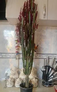 کاکتوس