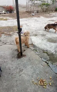 فروش سگ پاکوتاه دارای شماسنامه