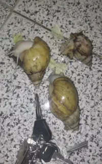 جوجه حلزون  15000