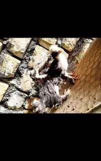 8عدد سلطان یک ماهه زیبا قیمت مناسب