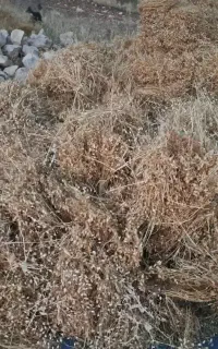 کسن وکاه کسن وکاه نخود