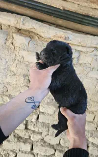 واگذاری ژرمن بلک