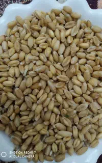 گندم دیمی محصول امسال