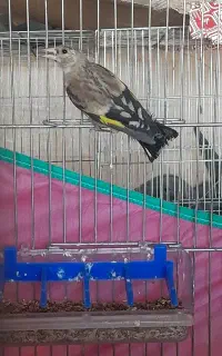 جوجه سهره