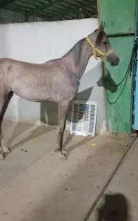 اسب عرب