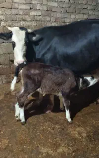 گاو و گوساله سیمینتال شیری جوان مالچه