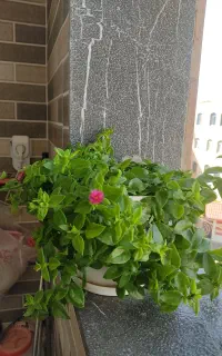 گل های طبیعی زیبا