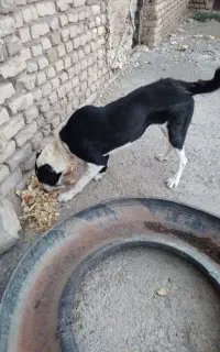 سگ.      کچوک سگ ماده