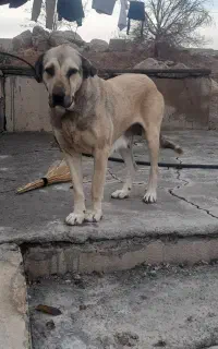 پژدر
