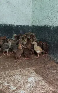 جوجه ۱ماهه گلپایگانی۴۲ عدد تعدادی
