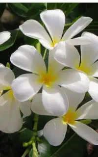 گل مصنوعی م لی ۳۰۰تایی