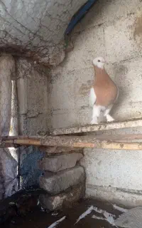 طوقی