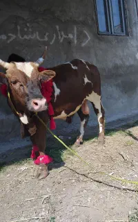ورزا قرمز کلاچ