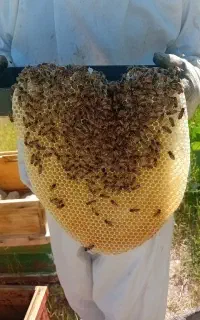 زنبورعسل کارنیکا وبومی