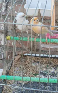 قناری‌نروماده
