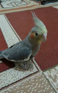 گم شدن عروس هلندی طوسی رنگ