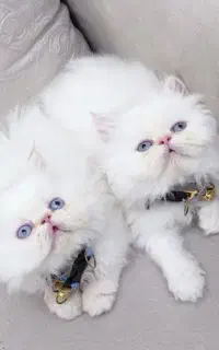 گربه