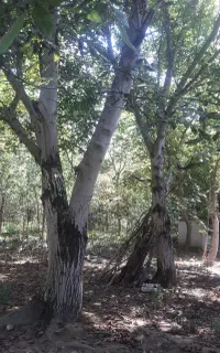 درخت گردو ۷ اصل و درخت صنتعی ۶۵۰تا