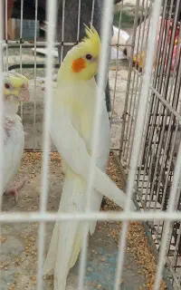 عروس هلندی