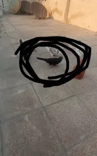 گمشده زاغ