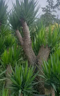 یوکا