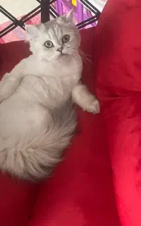 گربه گمشده