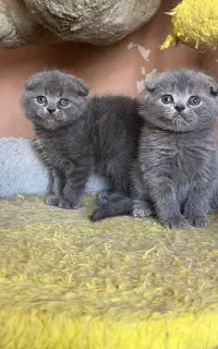 پیشی های کیوت پرشین سفیدوبریتیش اسکاتیش خاکستری