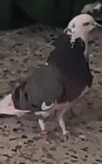 کبوتر شازده و سفید کاکل دم سبز