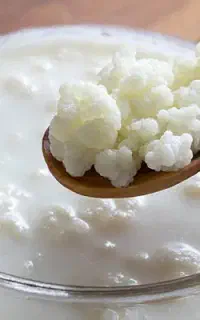 کفیر بهار