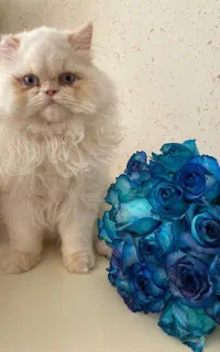 گربه پرشین ۱۰ماهه نر