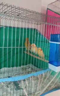 جوجه چهارماه قناری