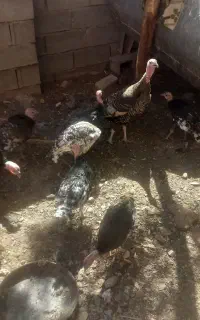 جوجه بوقلمون