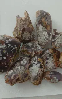 11قطعه شجرگل بهاره
