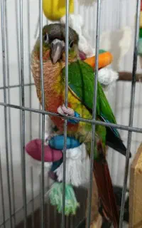 جوجه گرینچیک۲ماهه دست آموز کلام دار