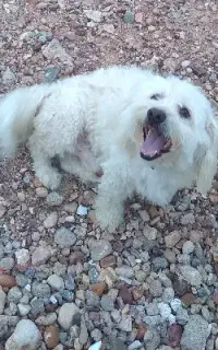 سگ نژاد شیتزو