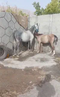 اسب