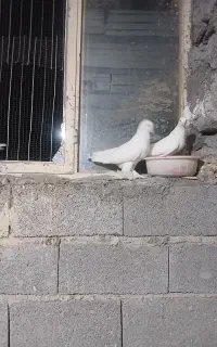 کبوتر