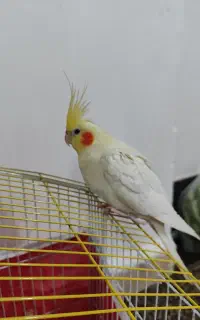 گمشده عروس هلندی