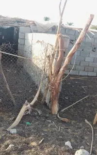 کود حیوانی سمات