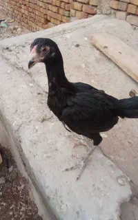 جوجه لاری