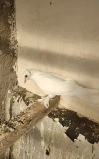 کبوتر باخت رفته