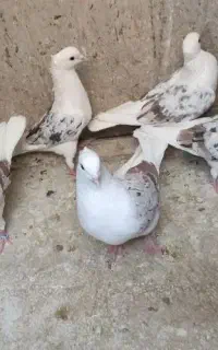 کفتر هما سرور