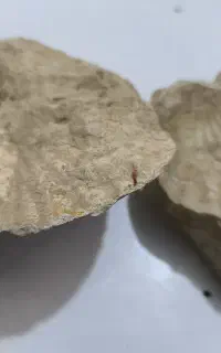 فسیل صدف کامل